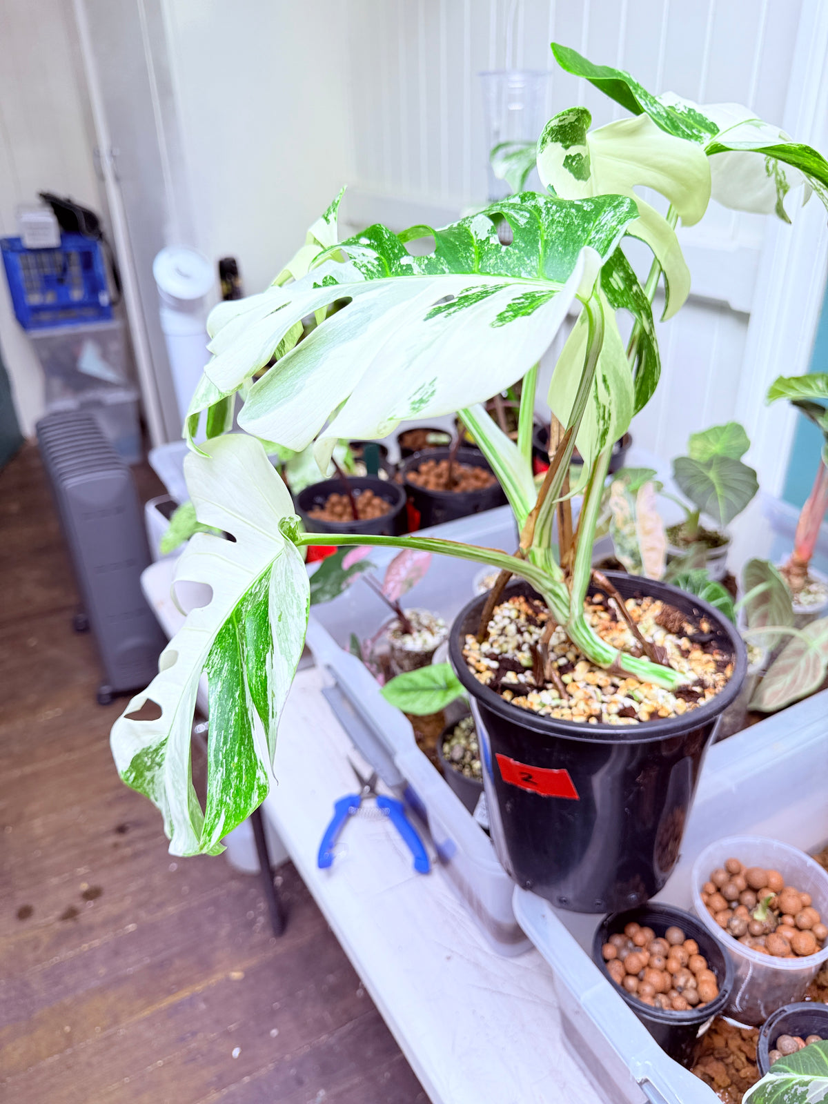 Monstera Albo - 2