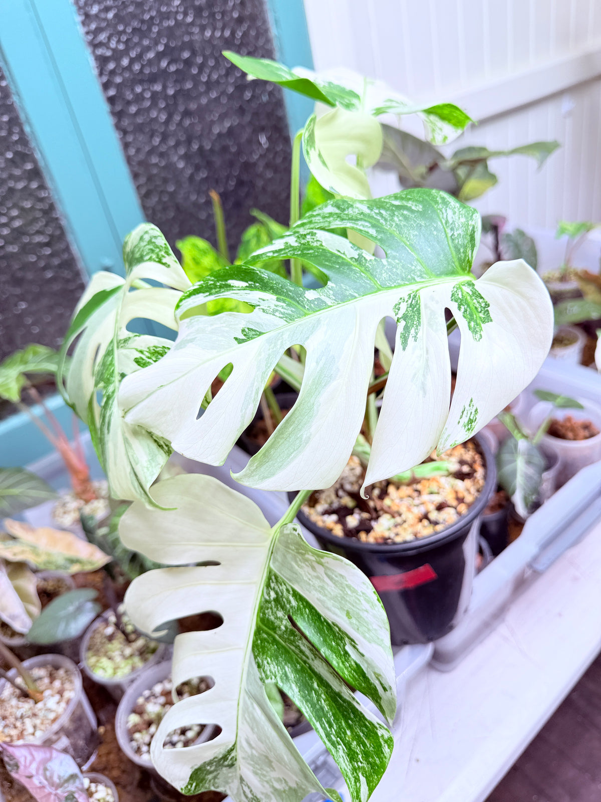 Monstera Albo - 2