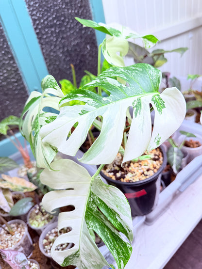 Monstera Albo - 2