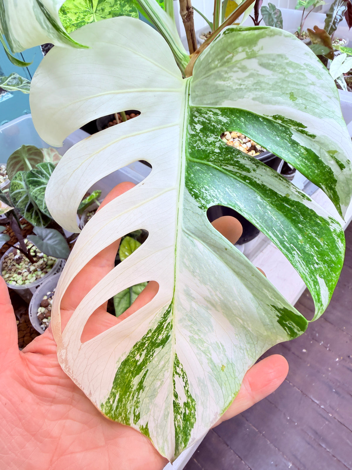 Monstera Albo - 2