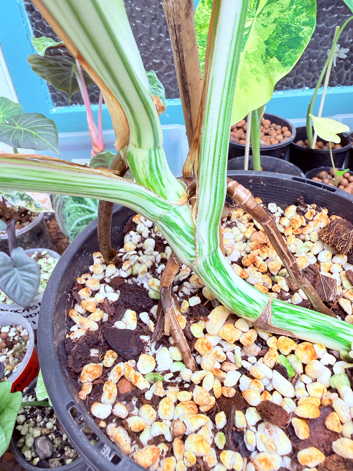 Monstera Albo - 2