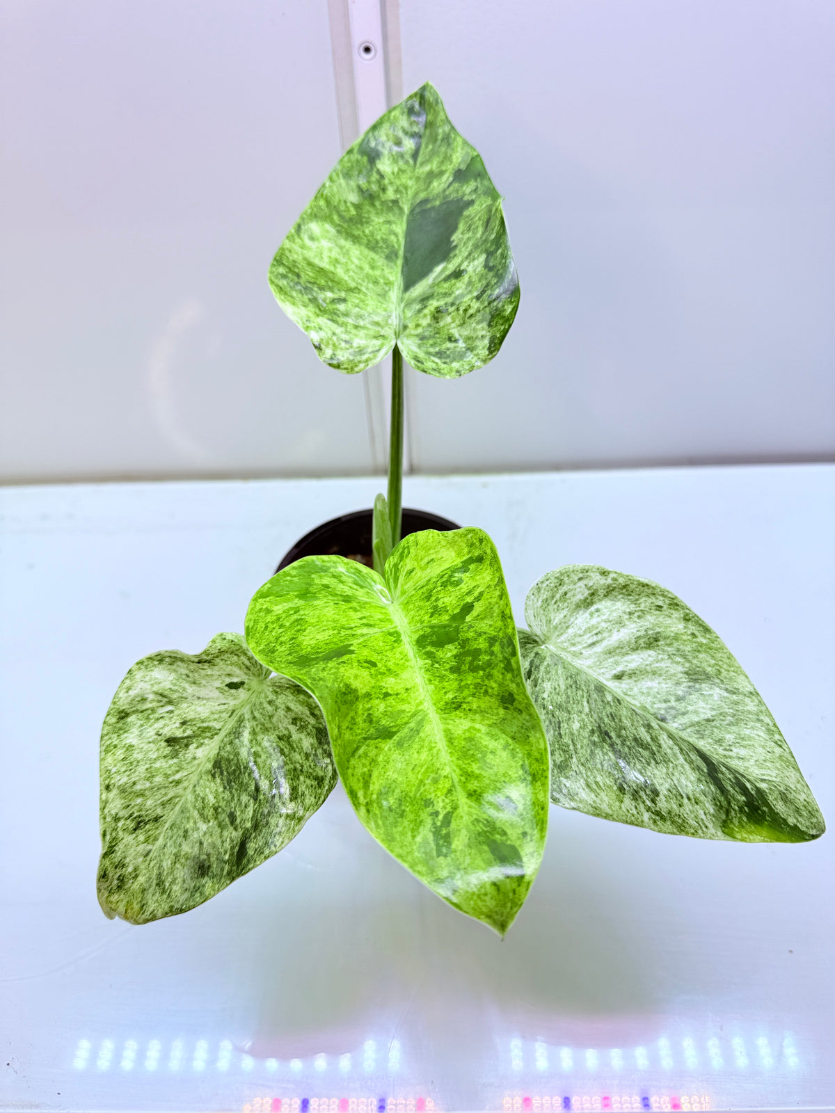 Philodendron Giganteum Blizzard non tc - 3