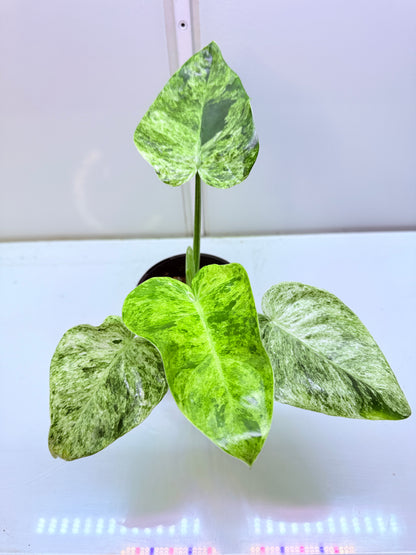 Philodendron Giganteum Blizzard non tc - 3