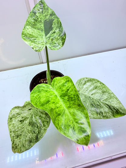 Philodendron Giganteum Blizzard non tc - 3