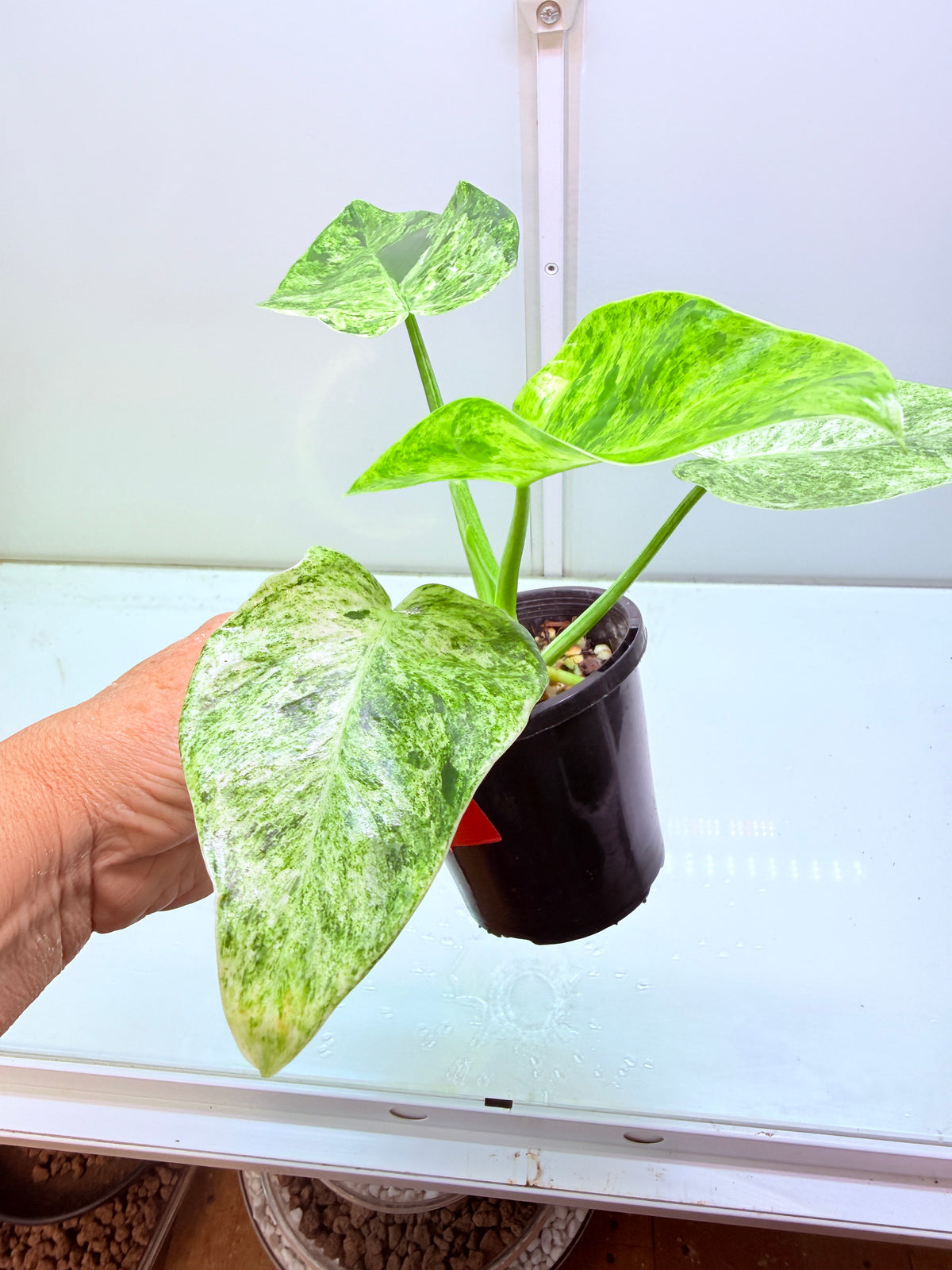 Philodendron Giganteum Blizzard non tc - 3