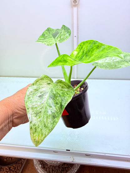 Philodendron Giganteum Blizzard non tc - 3