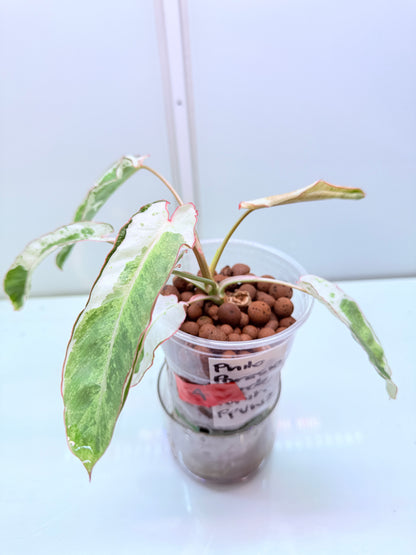 Philodendron Parasio Verde White - 4