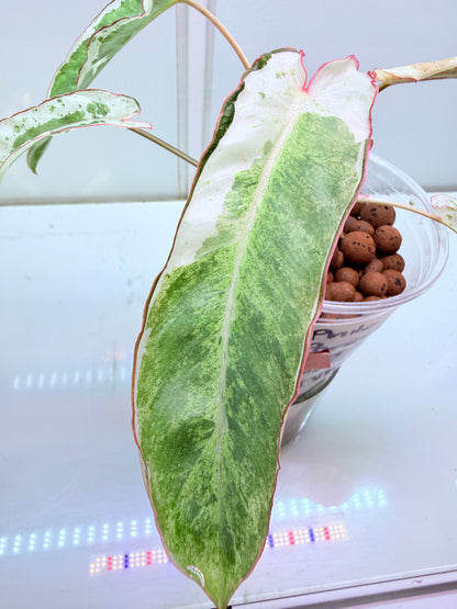 Philodendron Parasio Verde White - 4