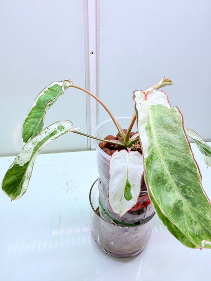 Philodendron Parasio Verde White - 4