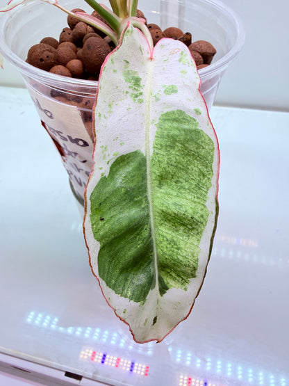 Philodendron Parasio Verde White - 4
