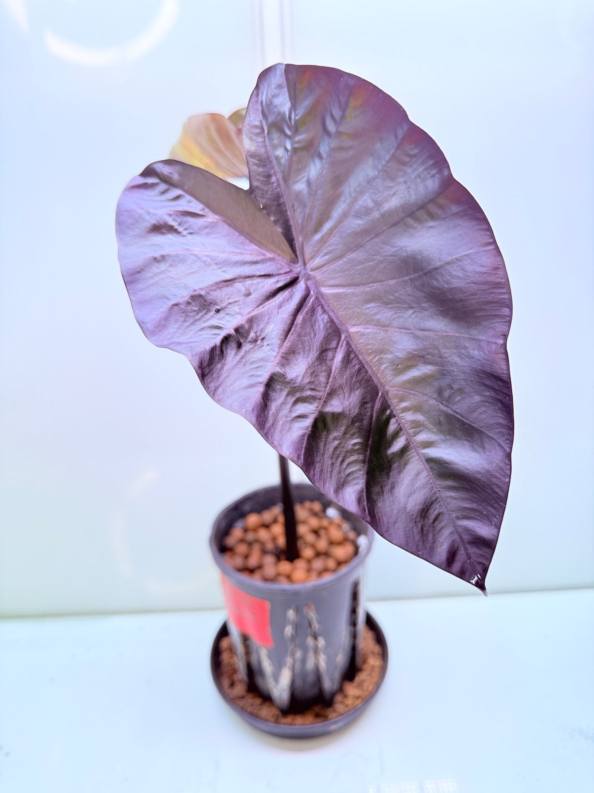 Colocasia Diamond head Medium 8 - large size