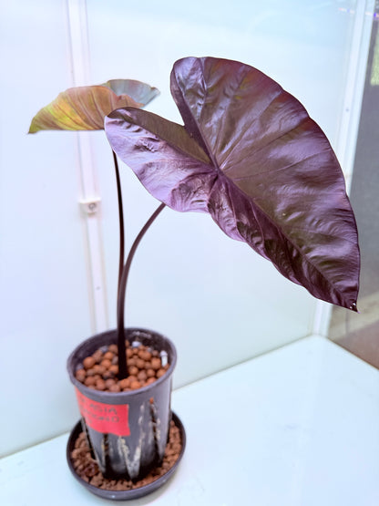 Colocasia Diamond head Medium 8 - large size