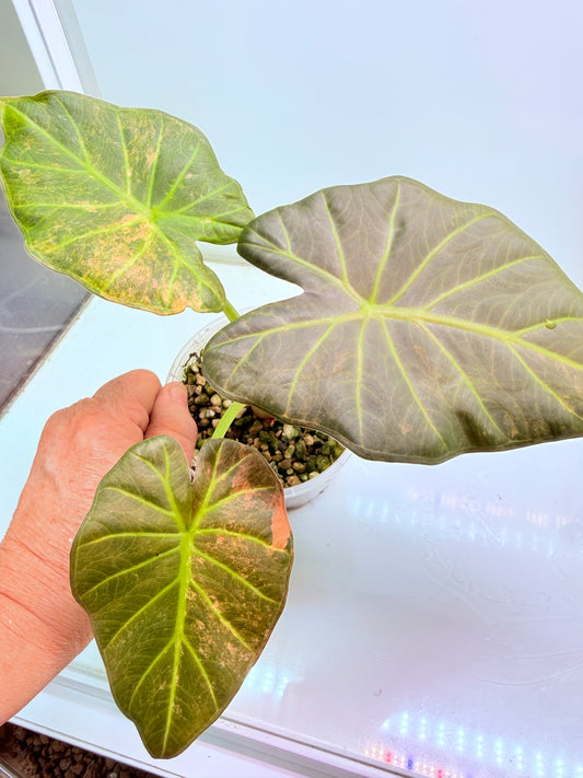 Alocasia Regale Shield - Corm Grown 🌿 9