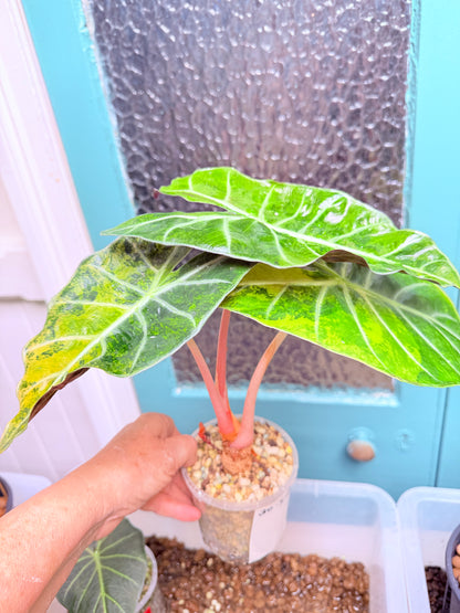 Alocasia Pink Dragon 10 - high Variegation corm grown