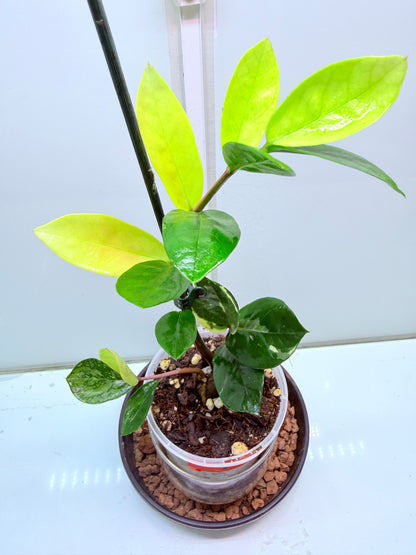 ZZ Variegated Plant 7 - Zamioculcas Zamiifolia