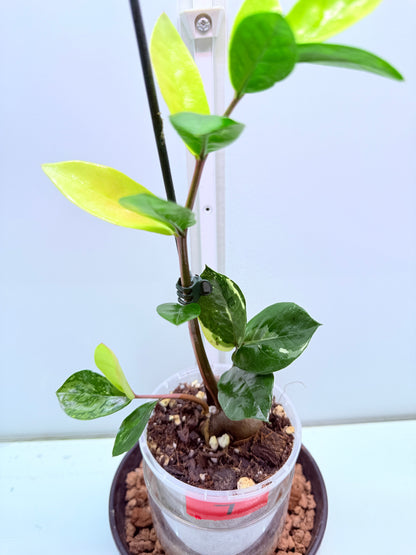 ZZ Variegated Plant 7 - Zamioculcas Zamiifolia
