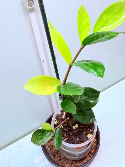 ZZ Variegated Plant 7 - Zamioculcas Zamiifolia