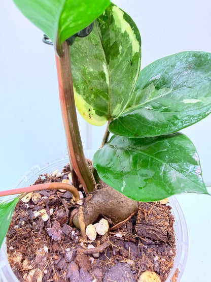 ZZ Variegated Plant 7 - Zamioculcas Zamiifolia