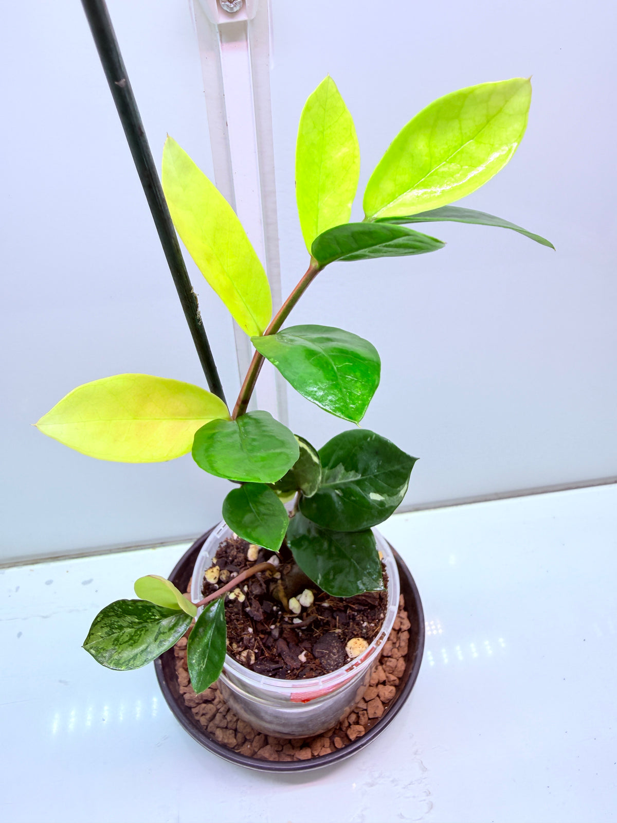 ZZ Variegated Plant 7 - Zamioculcas Zamiifolia