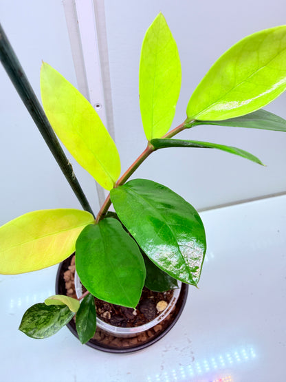 ZZ Variegated Plant 7 - Zamioculcas Zamiifolia