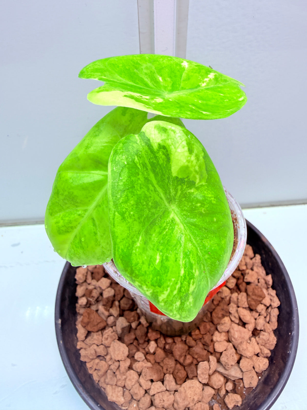Alocasia Pink Dragon 10 - high Variegation corm grown