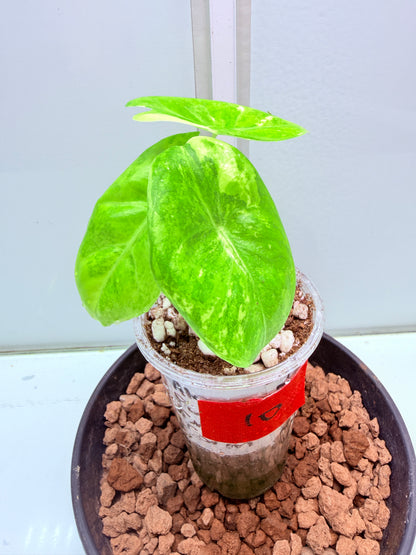 Alocasia Pink Dragon 10 - high Variegation corm grown