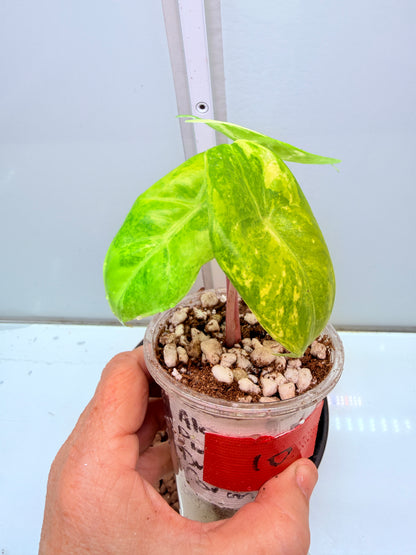 Alocasia Pink Dragon 10 - high Variegation corm grown