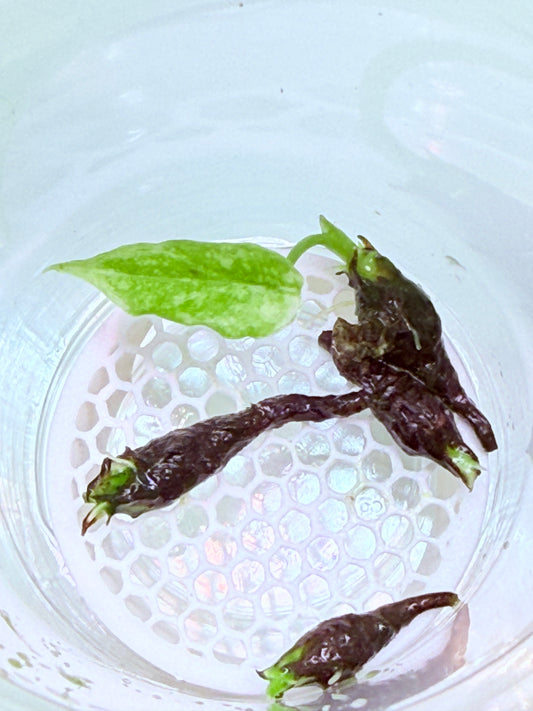 Alocasia Black Marble Dragon Corms - 12 growers choice