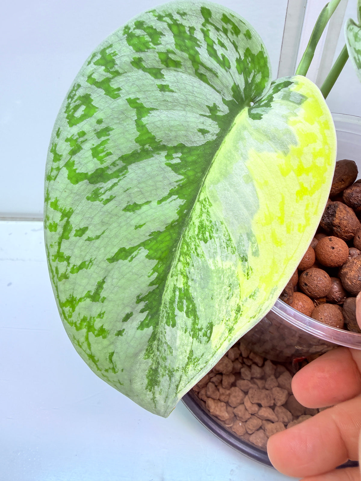 Scindapsus Mayari Aurea High Variegation - 16 - mother plant last pics