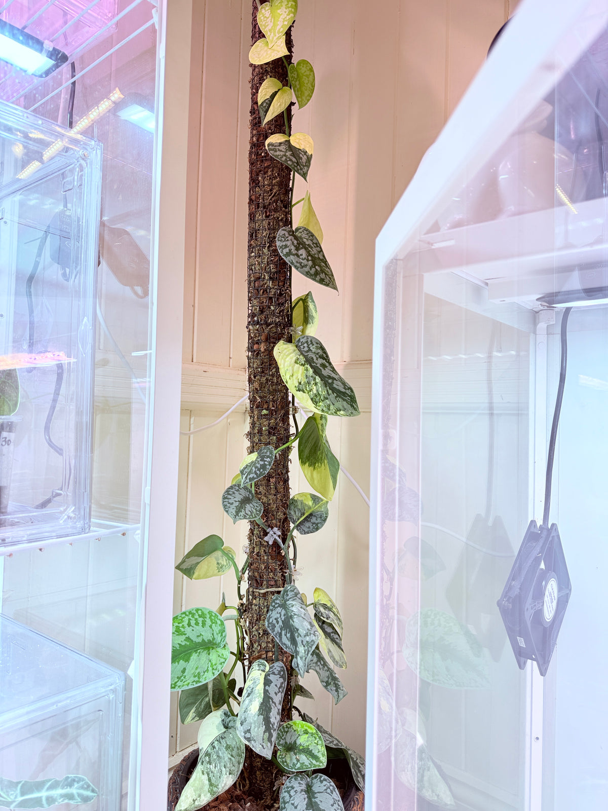 Scindapsus Mayari Aurea High Variegation - 16 - mother plant last pics
