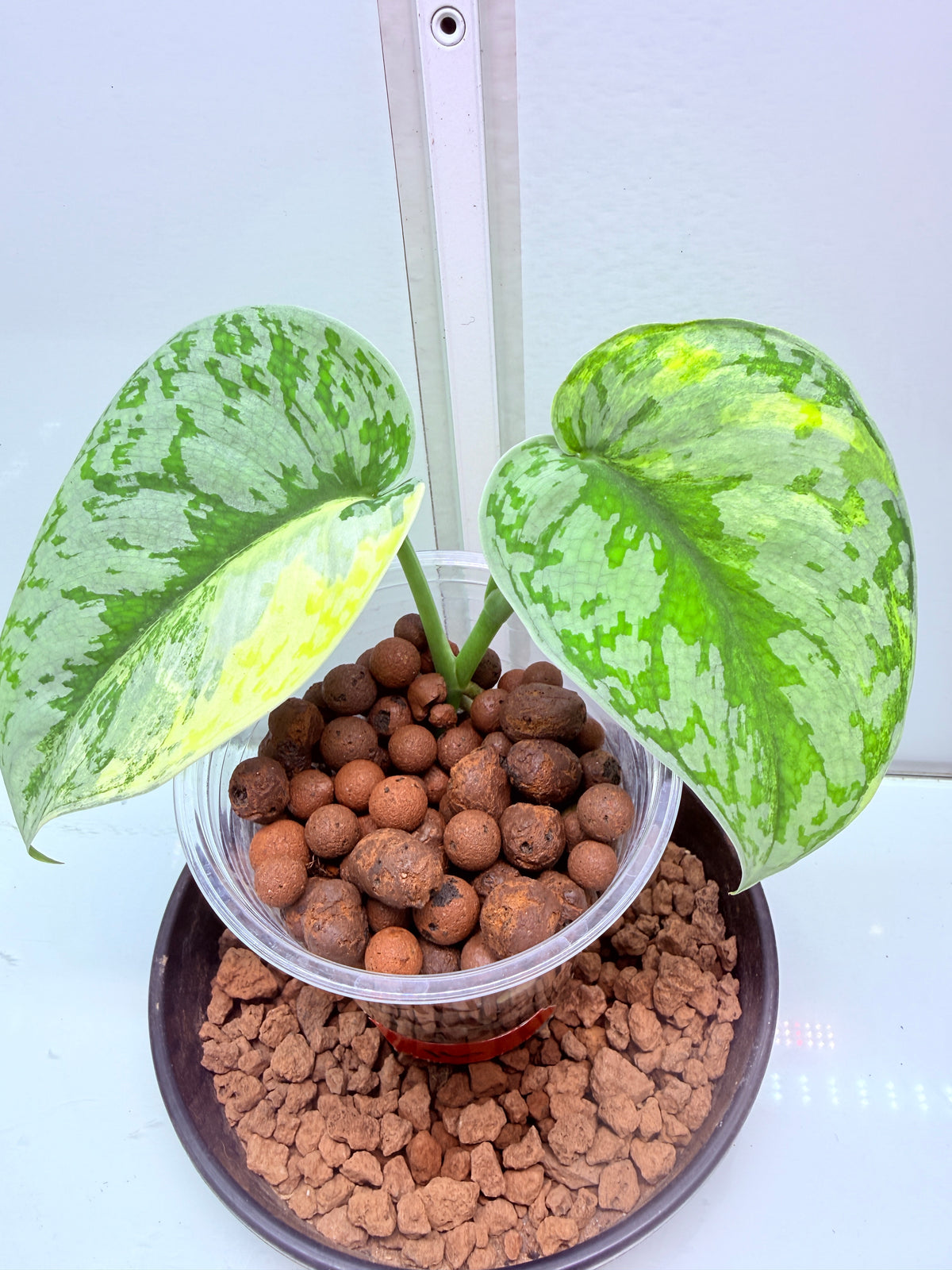Scindapsus Mayari Aurea High Variegation - 16 - mother plant last pics