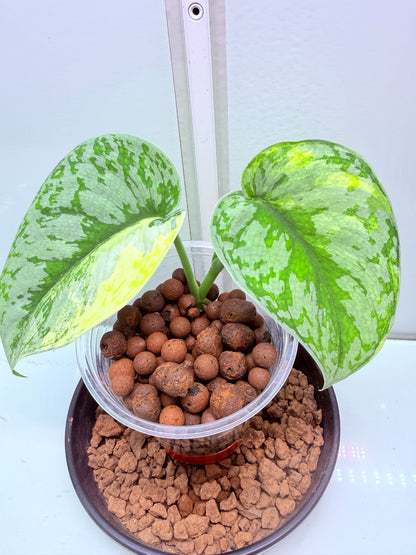 Scindapsus Mayari Aurea High Variegation - 16 - mother plant last pics