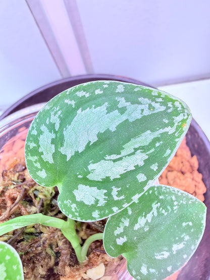 Scindapsus Dark Form  non tc - 18