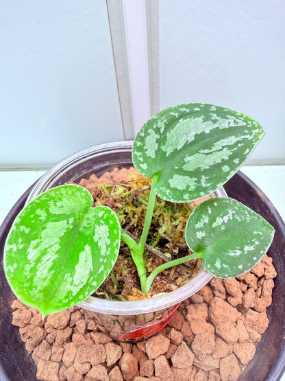 Scindapsus Dark Form  non tc - 18