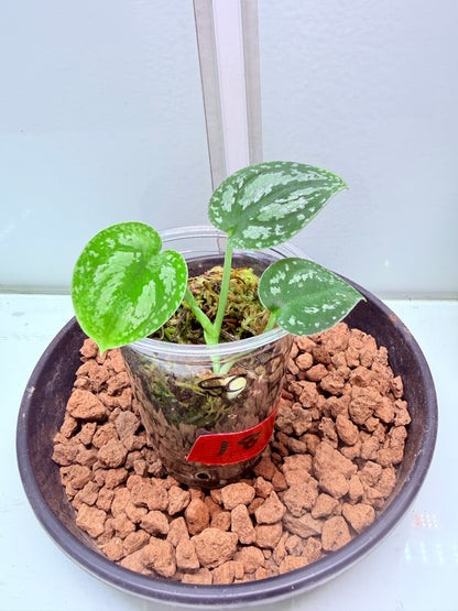 Scindapsus Dark Form  non tc - 18