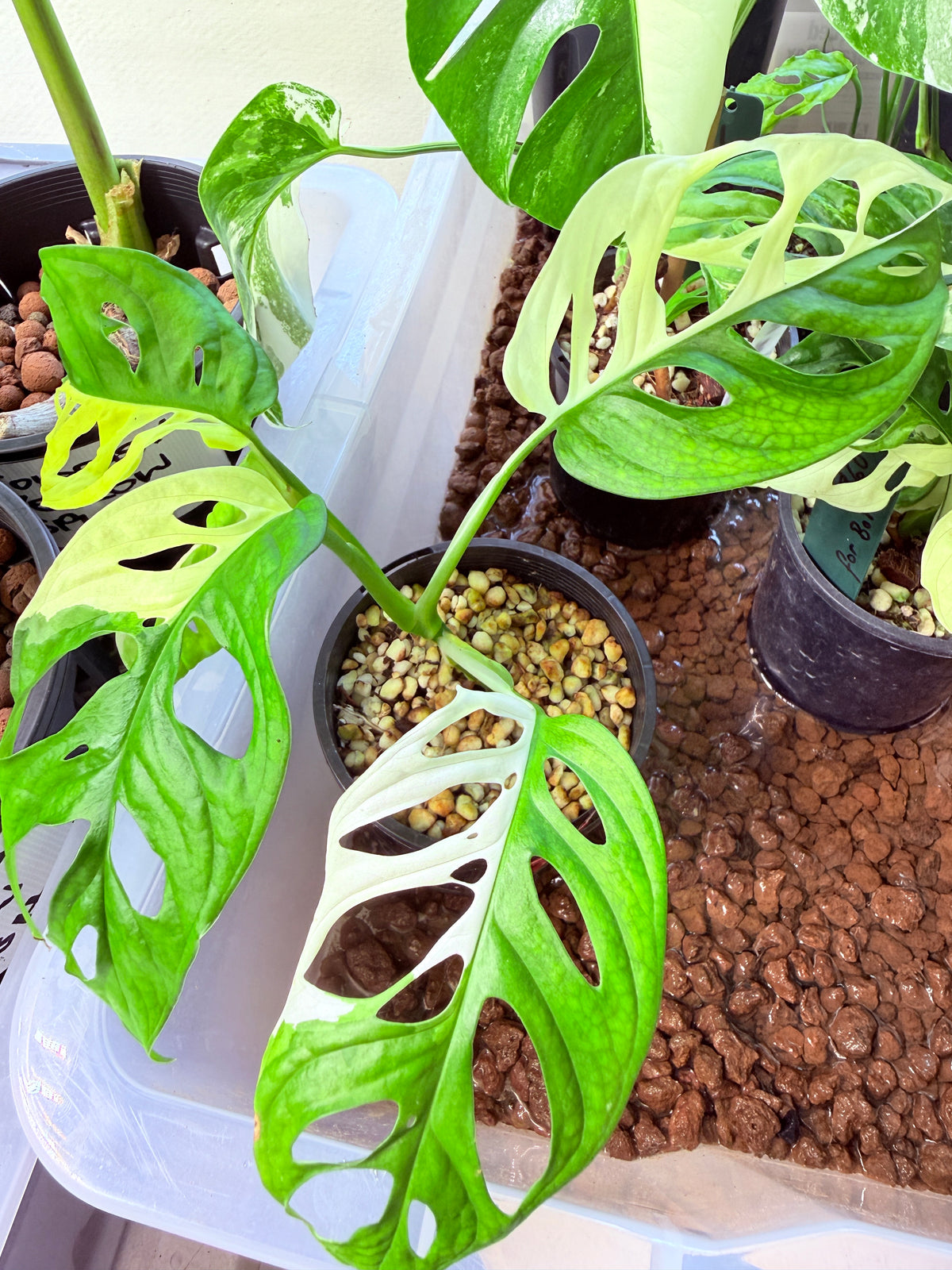 Monstera Adansonii Japanese  - 21