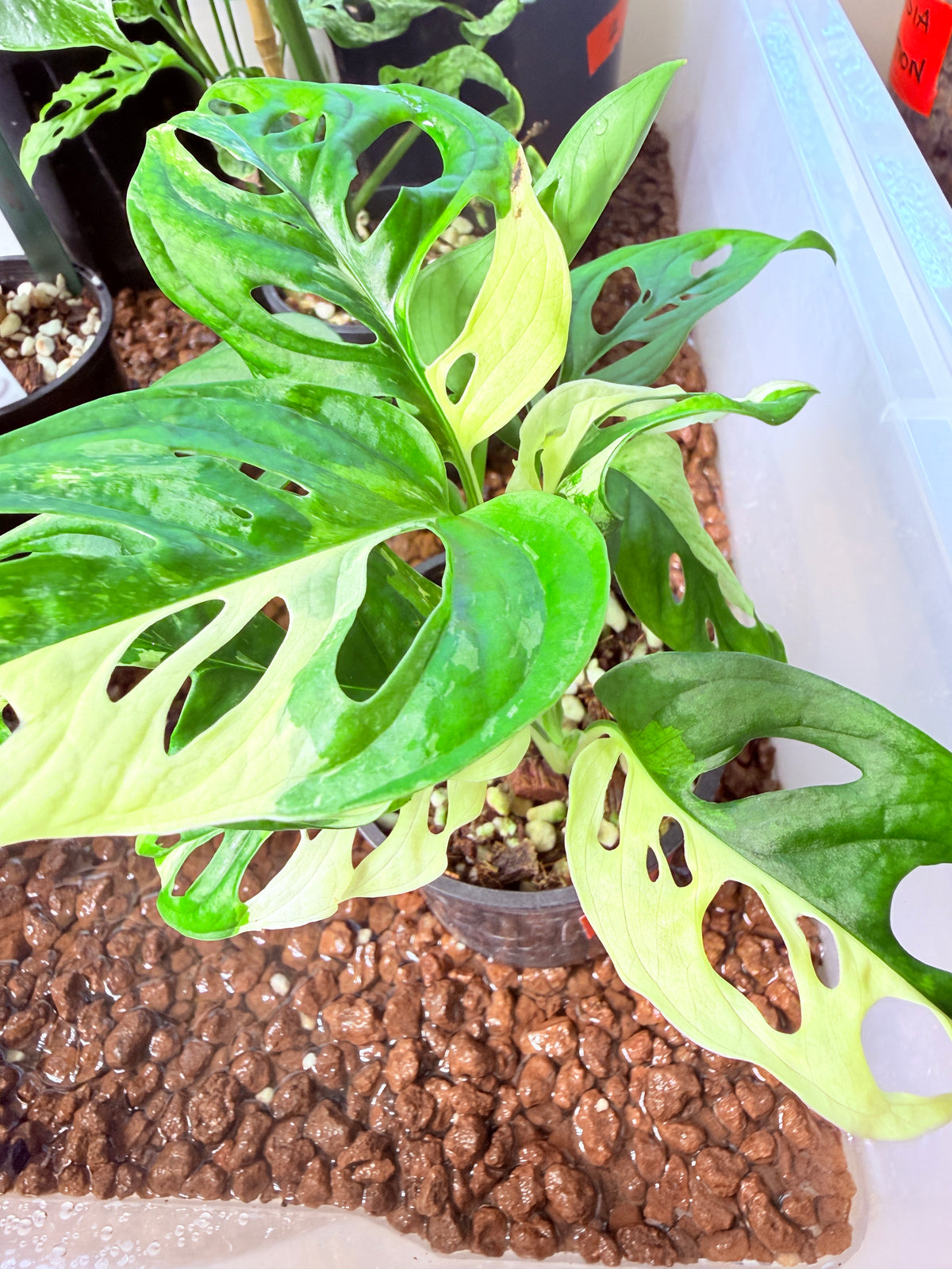 Monstera Adansonii  - 24