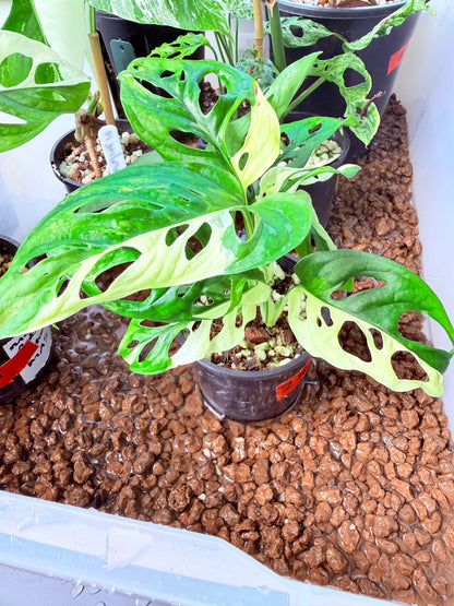 Monstera Adansonii  - 24