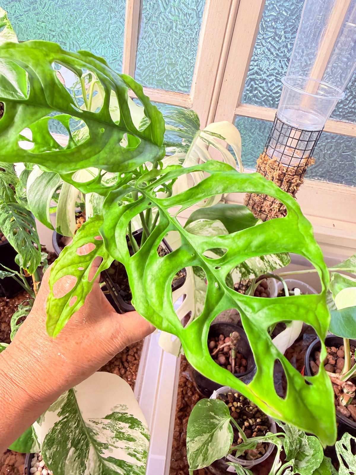 Monstera Obliqua Peru - 25