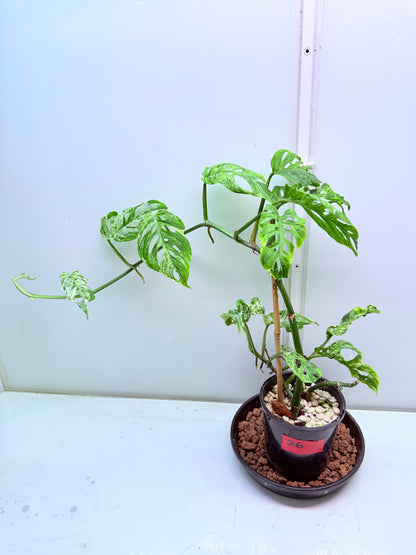 Monstera Mottled mint Adansonii Large - 26