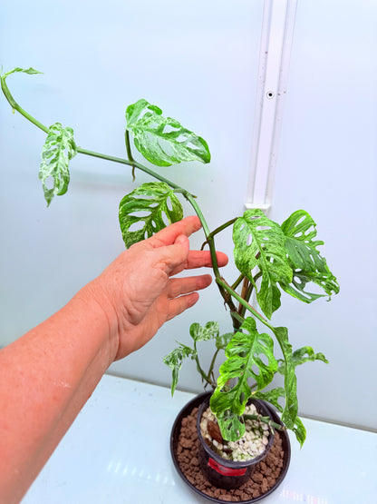 Monstera Mottled mint Adansonii Large - 26
