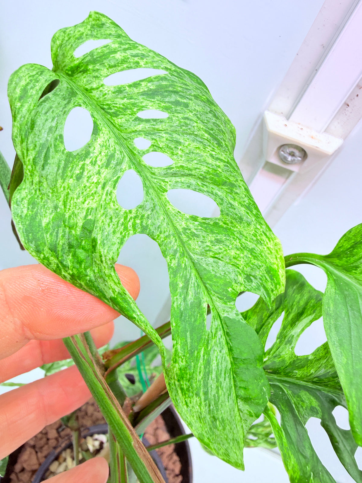 Monstera Mottled mint Adansonii Large - 26