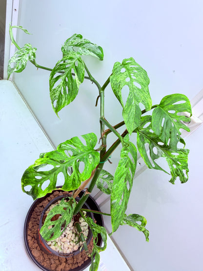 Monstera Mottled mint Adansonii Large - 26