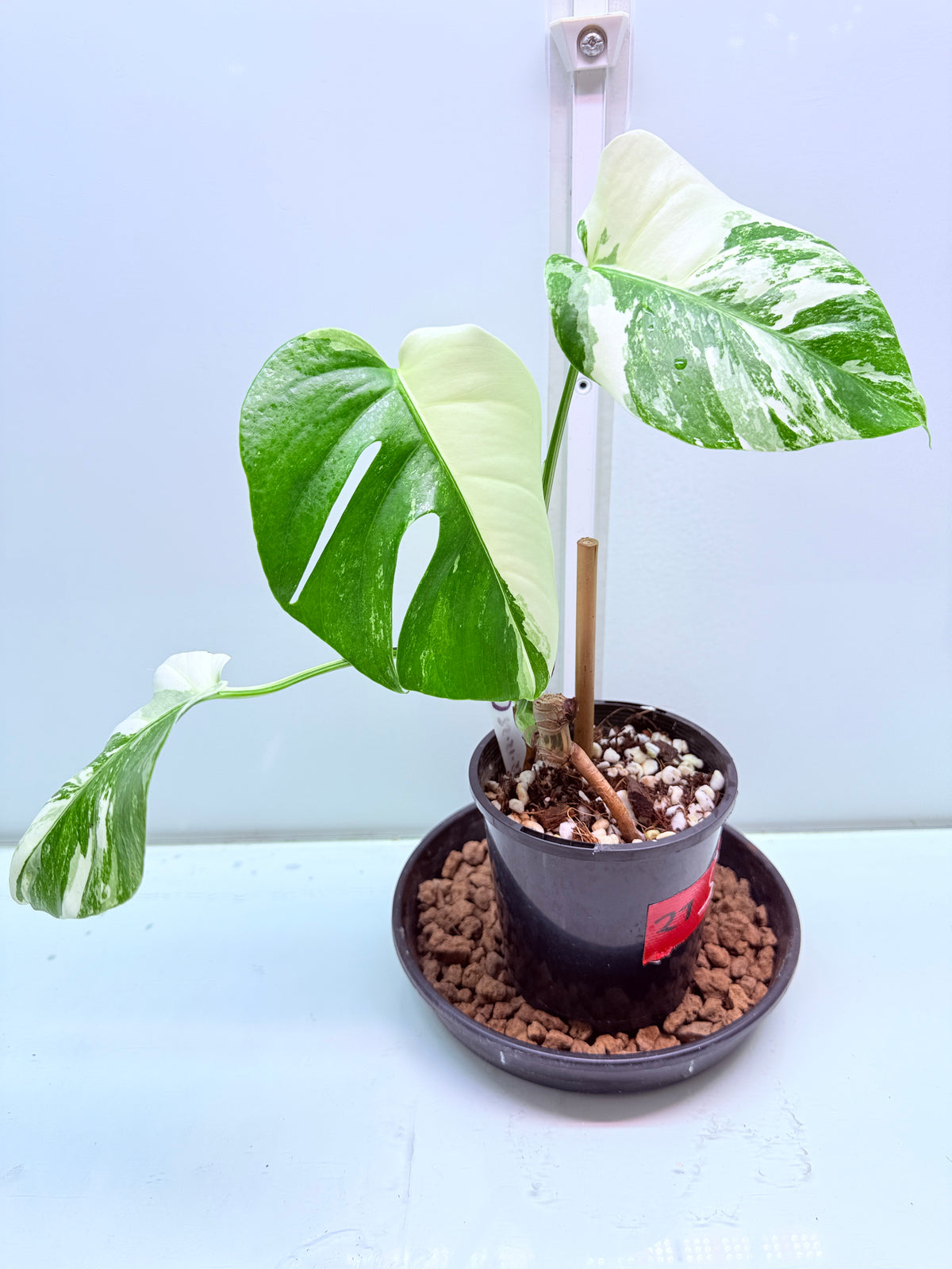 🌿 MONSTERA ALBO FOR SALE 🌿 27