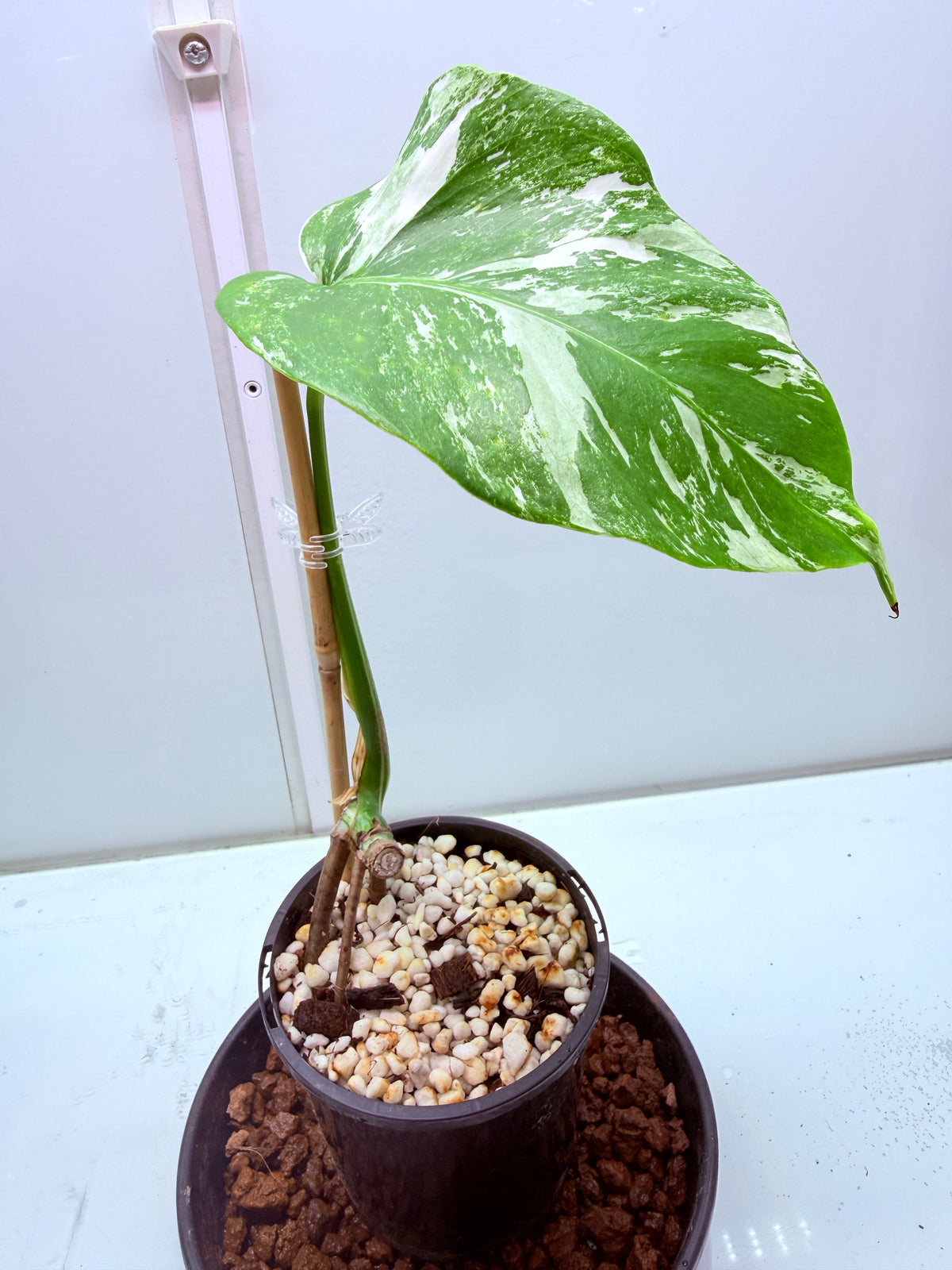 🌿 MONSTERA ALBO FOR SALE 🌿 30