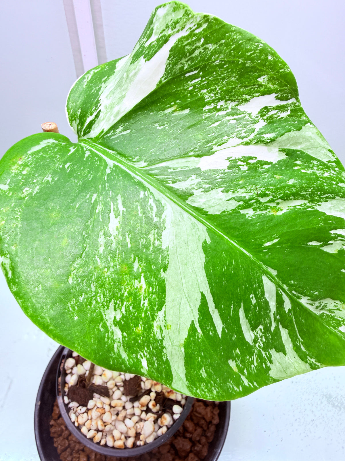 🌿 MONSTERA ALBO FOR SALE 🌿 30