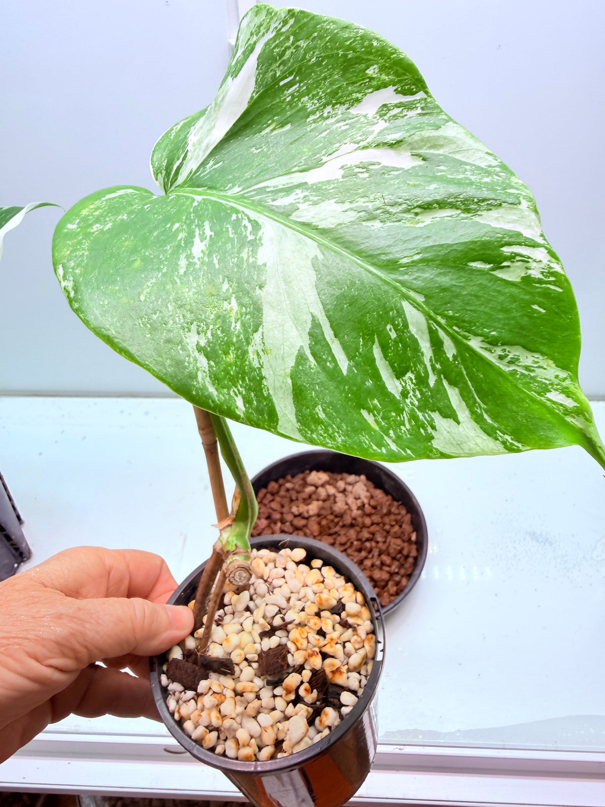 🌿 MONSTERA ALBO FOR SALE 🌿 30