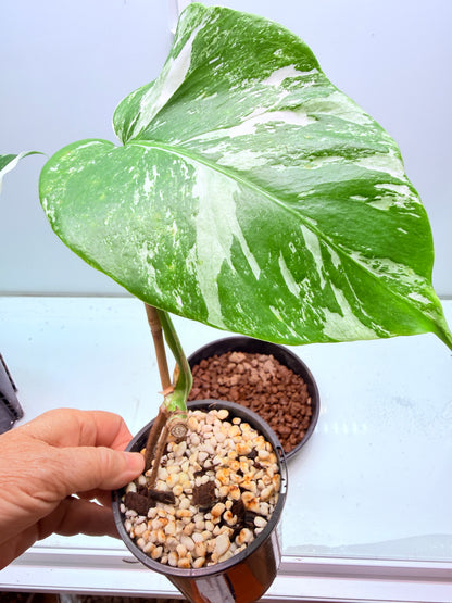 🌿 MONSTERA ALBO FOR SALE 🌿 30