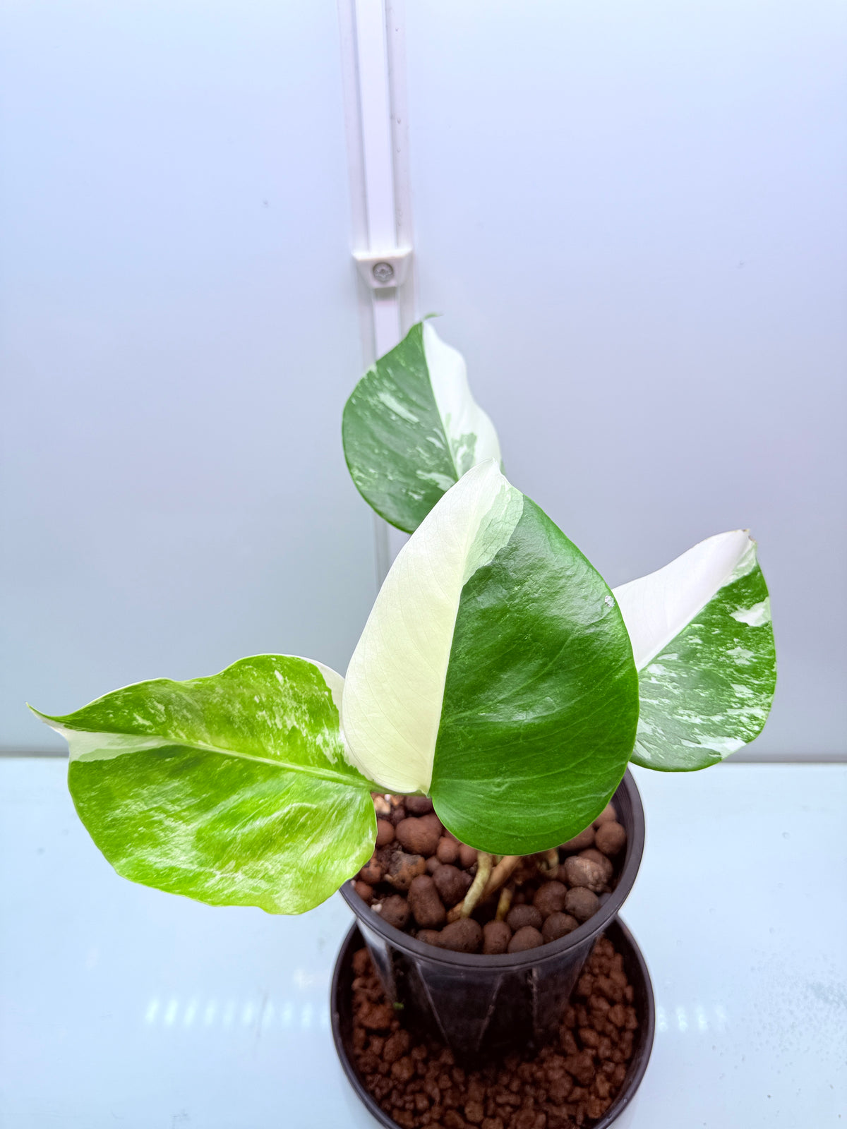 🌿 MONSTERA ALBO FOR SALE 🌿 31
