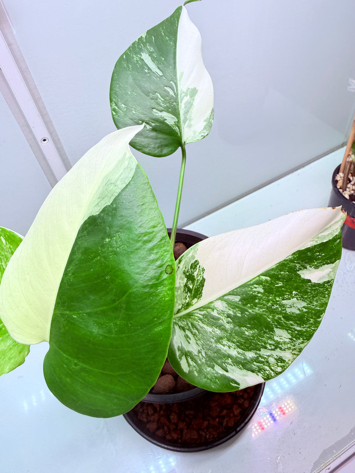 🌿 MONSTERA ALBO FOR SALE 🌿 31